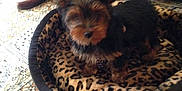 Jack a rejoint le concours — aidez-le/la à gagner de superbes lots ! animal, black_fur, blur, boots, brown_fur, carpet, couch, cozy, cute, dog, floor, furniture, home, indoor, legs, leopard_print, person, pet_bed, small_dog, walking