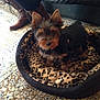 animal, black_fur, blur, boots, brown_fur, carpet, couch, cozy, cute, dog, floor, furniture, home, indoor, legs, leopard_print, person, pet_bed, small_dog, walking