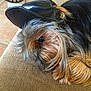 Jack participe au concours pour gagner de l'argent avec cette photo : animal, beige_couch, black_fur, brown_fur, cap, closeup, couch, cute, dog, eye, fur, indoor, leather_cap, long_fur, pet, relaxed, resting, small_dog, texture, yorkshire_terrier