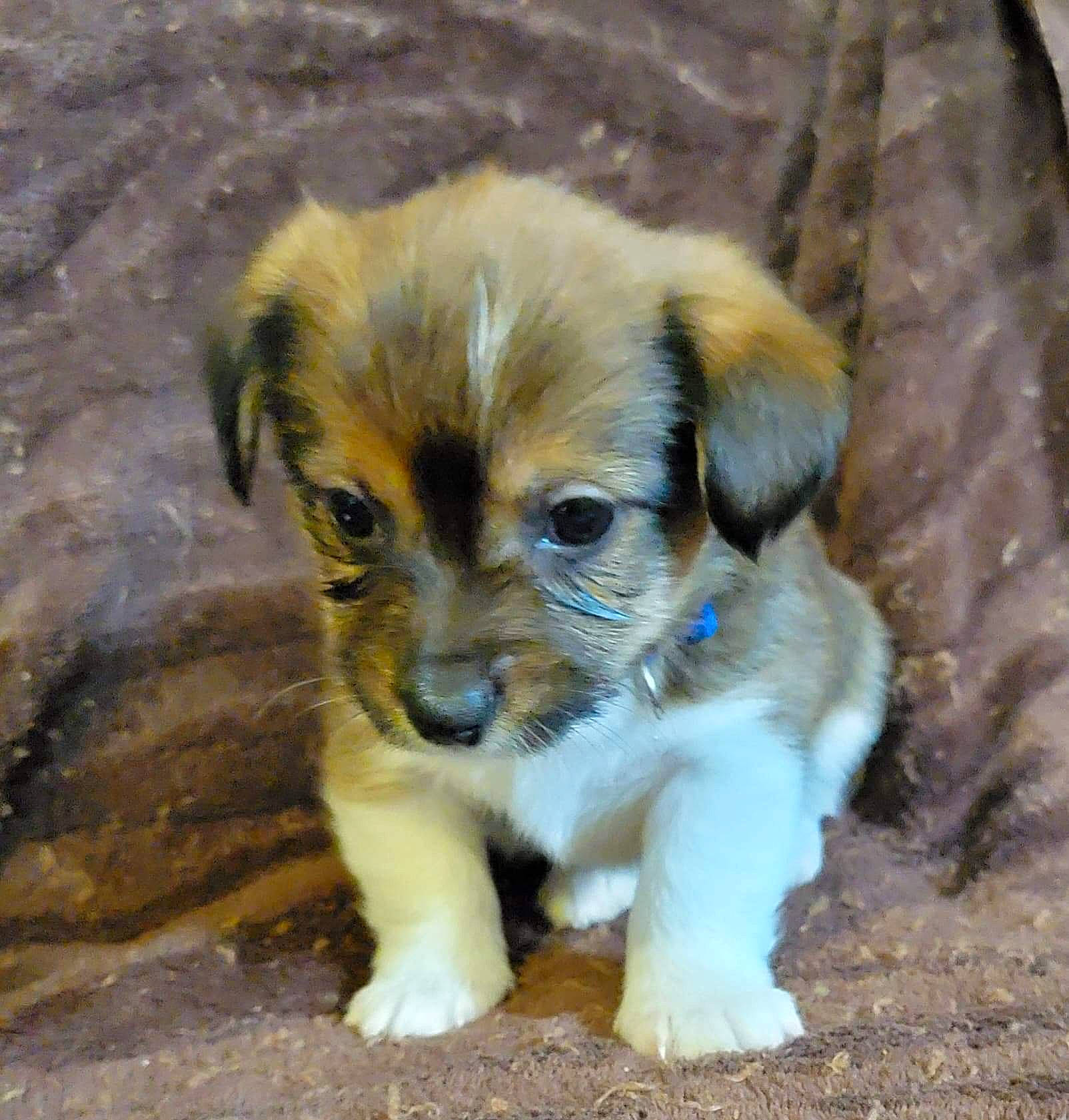 Percy joined the competition — help win amazing prizes! ancient_dog_breeds, canidae, carnivore, companion_dog, dog, dog_breed, fur, puppy, sporting_group, street_dog, terrestrial_animal, toy_dog, whiskers, working_animal, working_dog