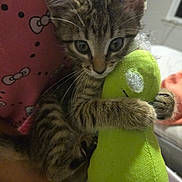 Puppy joined the competition — help win amazing prizes! kitten, tabby, cat, toy, plush_toy, indoor, bed, blanket, pink, green, curious, pet, animal, feline, clinging, cuddle, whiskers, fur, home, cozy