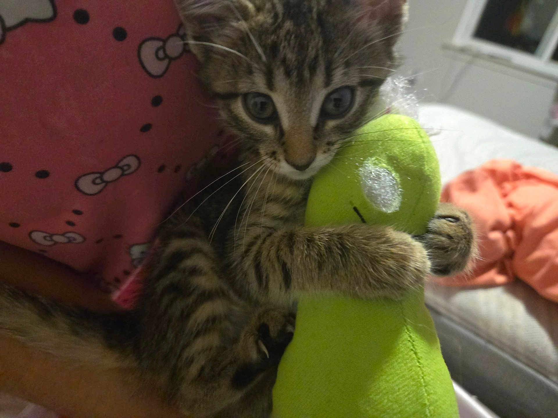 Puppy joined the competition — help win amazing prizes! kitten, tabby, cat, toy, plush_toy, indoor, bed, blanket, pink, green, curious, pet, animal, feline, clinging, cuddle, whiskers, fur, home, cozy