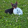 animal, clover, cute, dog, ears, field, flowers, frisbee, grass, greenery, lying_down, mouth, nature, outdoor, pet, playful, puppy, small_dog, summer, toy
