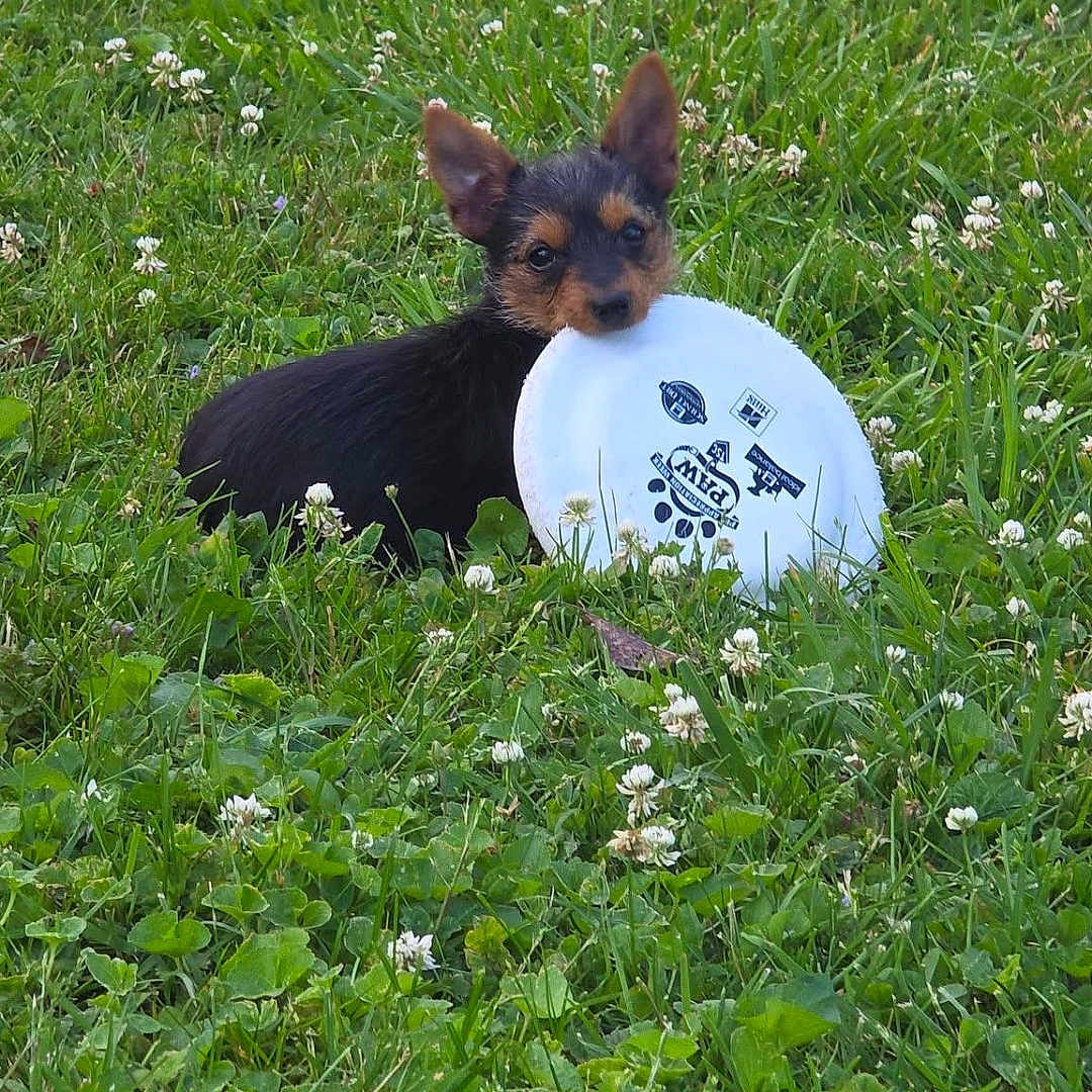 Toto joined the competition — help win amazing prizes! animal, clover, cute, dog, ears, field, flowers, frisbee, grass, greenery, lying_down, mouth, nature, outdoor, pet, playful, puppy, small_dog, summer, toy