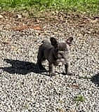 Vodka participe au concours pour gagner de l'argent avec cette photo : asphalt, canidae, carnivore, dog, dog_breed, grass, groundcover, landscape, pattern, paw, plant, road_surface, soil, sporting_group, tail, terrestrial_animal, wildlife, working_animal