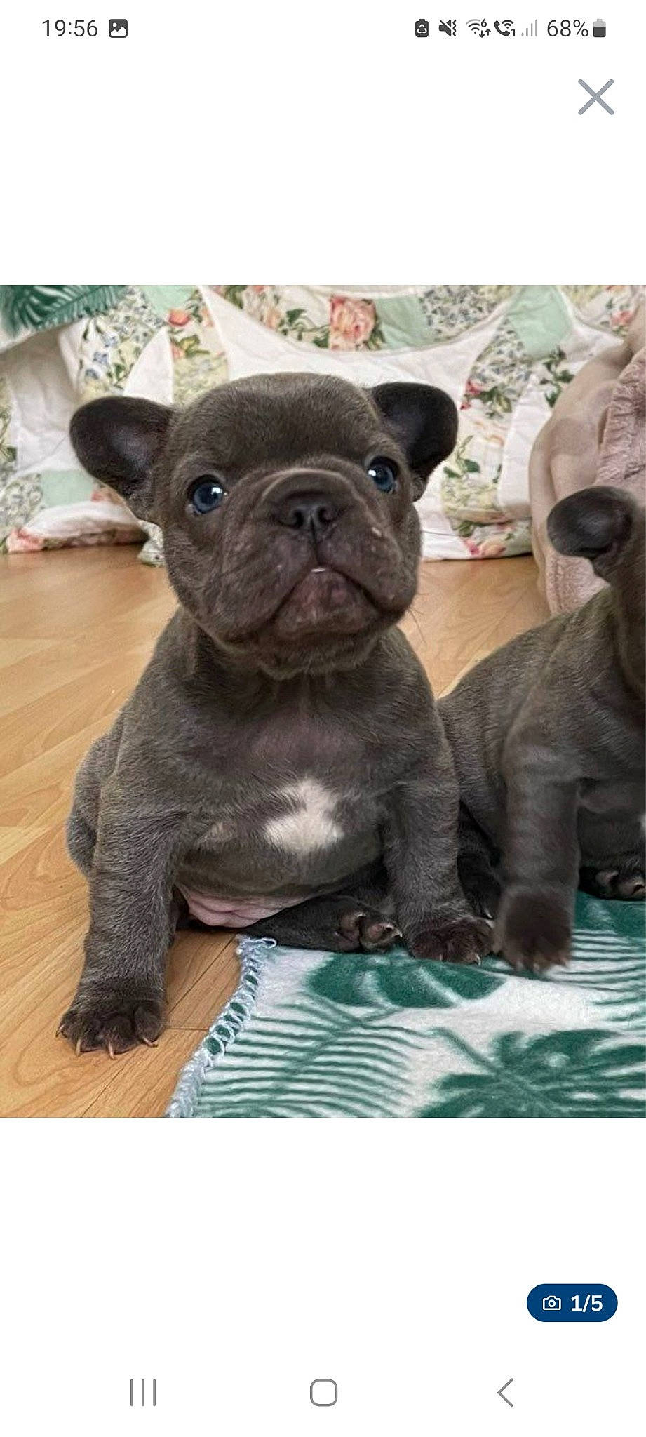 Vodka participe au concours pour gagner de l'argent avec cette photo : bulldog, canidae, carnivore, companion_dog, dessert, dog, dog_breed, fawn, french_bulldog, fur, grass, liver, rectangle, snout, sporting_group, terrestrial_animal, toy_dog, whiskers, working_animal, wrinkle