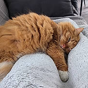 Caramel participe au concours pour gagner de l'argent avec cette photo : abyssinian, animal, architecture, armchair, blanket, building, cat, chair, couch, cushion, furniture, hardwood, homedecor, indoors, kitten, livingroom, manx, pet, room, wood