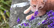 Bambi participe au concours pour gagner de l'argent avec cette photo : cat, ginger_cat, animal, pet, feline, outdoor, garden, flowers, purple_flowers, lavender, stone_path, nature, greenery, whiskers, ears, eyes, sniffing, lying_down, close_up, colorful