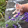 cat, ginger_cat, animal, pet, feline, outdoor, garden, flowers, purple_flowers, lavender, stone_path, nature, greenery, whiskers, ears, eyes, sniffing, lying_down, close_up, colorful