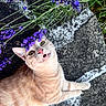 cat, ginger_cat, feline, animal, pet, open_mouth, whiskers, green_eyes, orange_fur, lying_down, outdoor, flowers, purple_flowers, lavender, garden, stone, rock, close_up, portrait, funny_expression