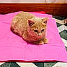 cat, ginger_cat, kitten, feline, pet, animal, loaf_position, sitting, pink_blanket, bed, wooden_headboard, bedroom, indoor, cozy, fur, whiskers, ears, paws, geometric_floor, portrait