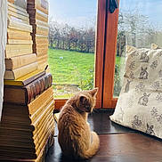 Bambi a rejoint le concours — aidez-le/la à gagner de superbes lots ! cat, kitten, animal, sitting, indoors, window, books, book_stack, vintage_books, piano, piano_keys, cushion, rabbit_pattern, wood, sunlight, garden, window_view, cozy, reading_nook, home_decor