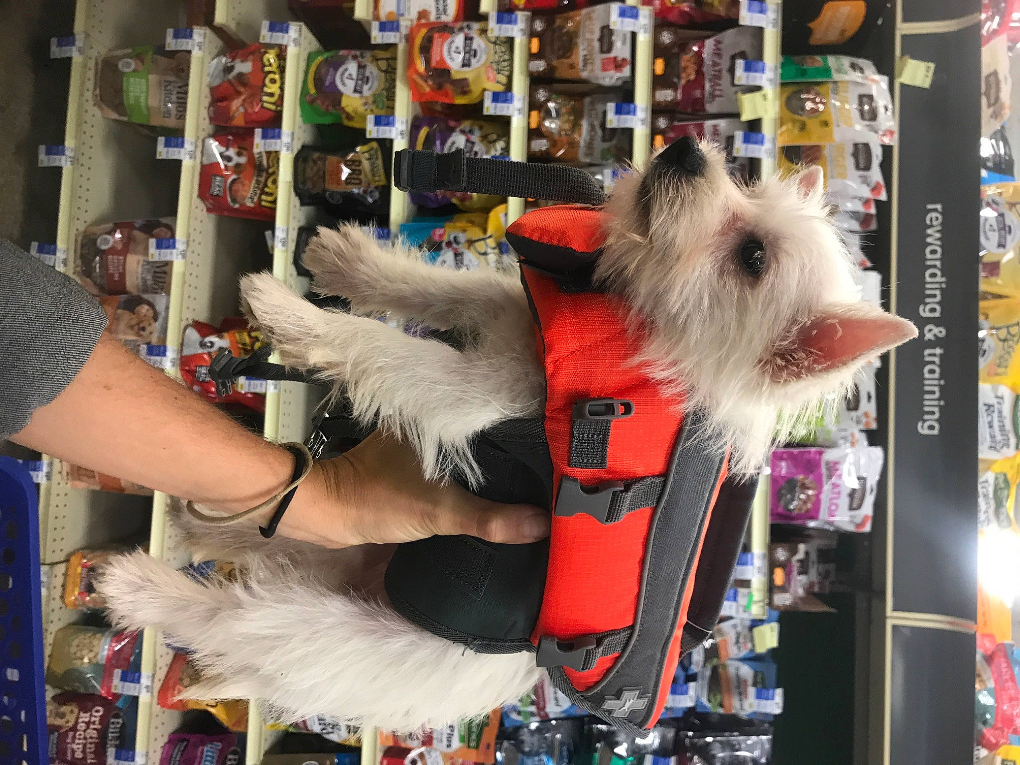 Opie is registered to the contest to win money with this photo: canidae, carnivore, companion_dog, costume, dog_breed, event, fashion_accessory, feather, fictional_character, fur, retail, small_terrier, tail, toy_dog, wing