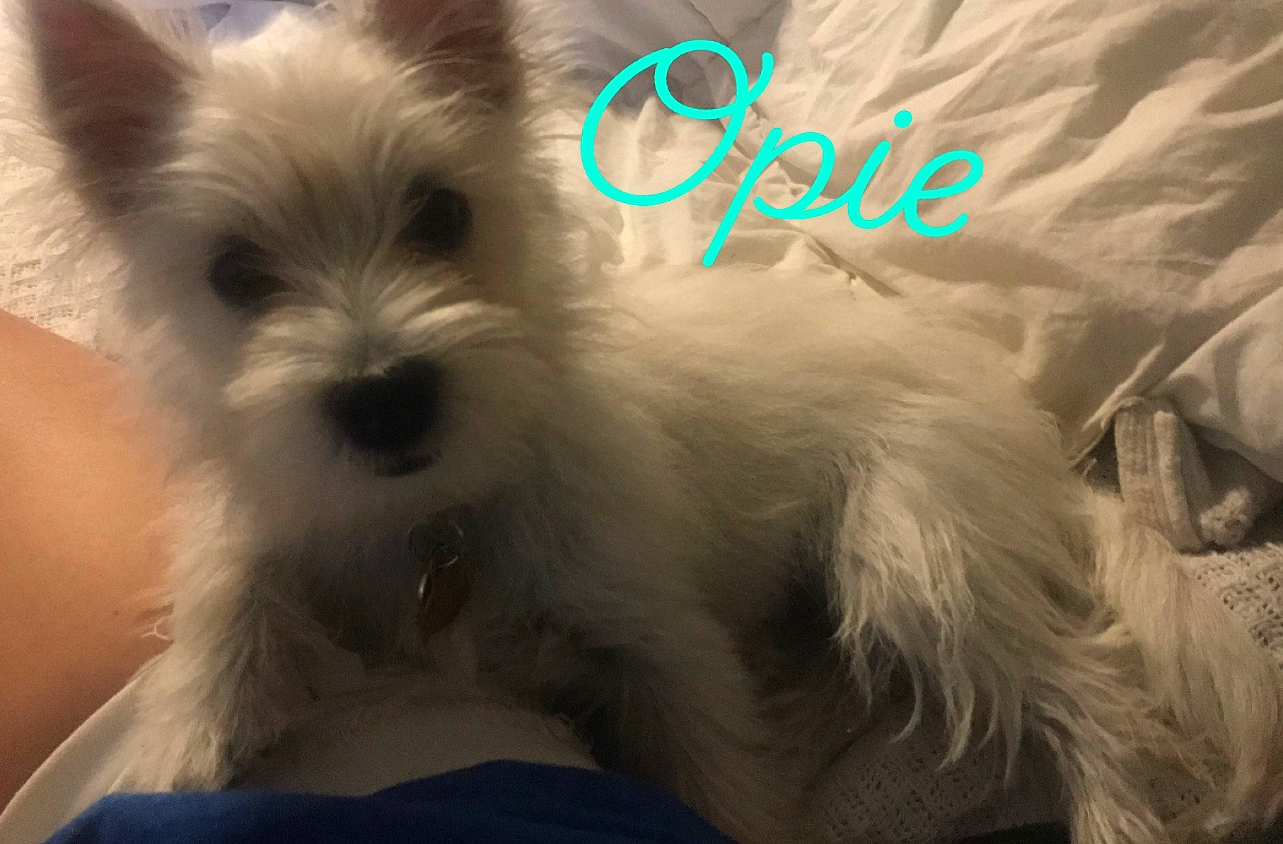 Opie joined the competition — help win amazing prizes! biewer_terrier, canidae, carnivore, companion_dog, dog, dog_breed, dog_supply, font, fur, happy, maltepoo, non_sporting_group, puppy, small_terrier, snout, sporting_group, terrestrial_animal, terrier, toy_dog, working_animal