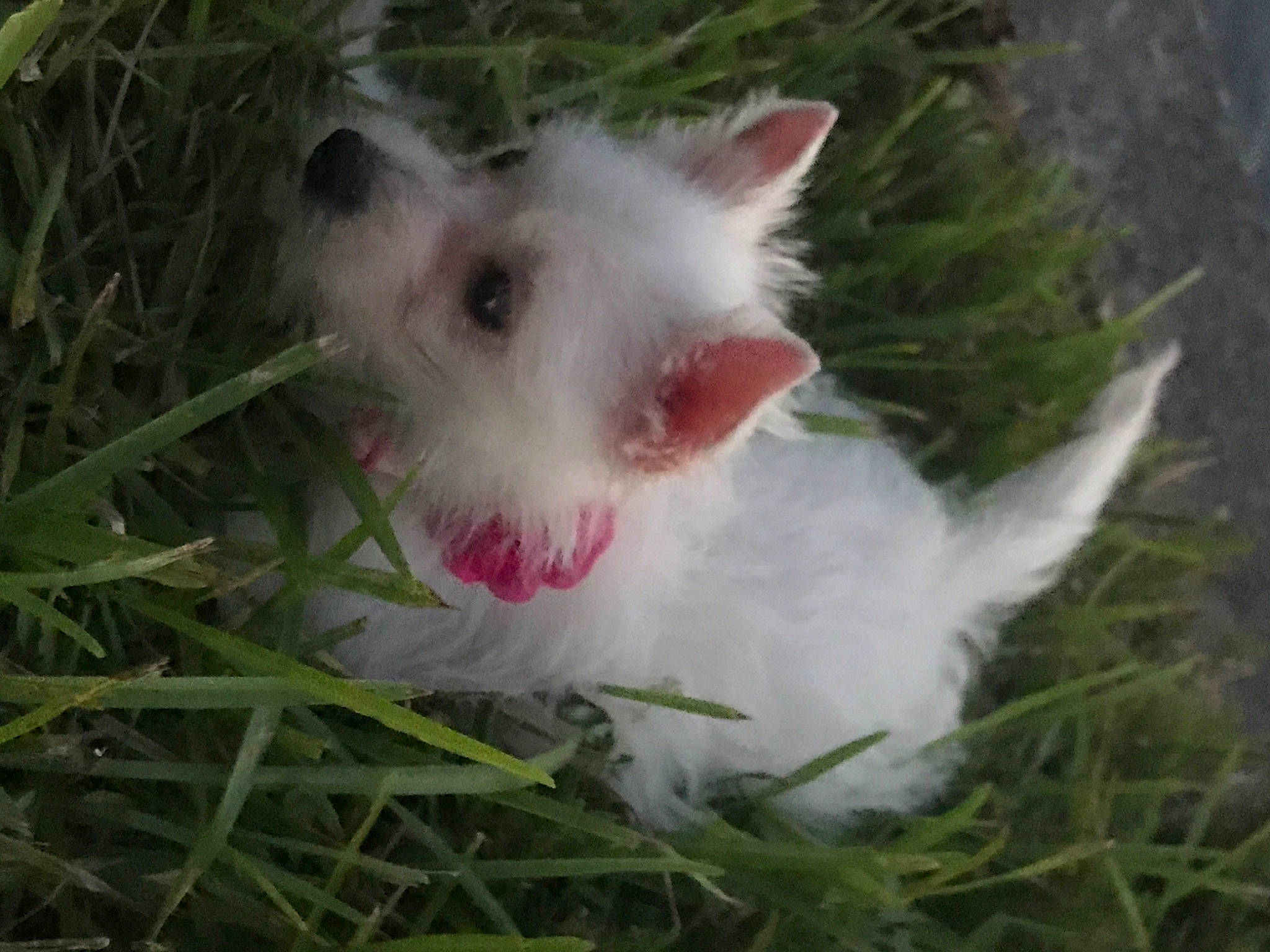 Opie joined the competition — help win amazing prizes! biting, canidae, carnivore, companion_dog, dog_breed, eye, fang, fawn, felidae, fur, grass, plant, small_to_medium_sized_cats, snout, tail, terrestrial_animal, whiskers, wildlife