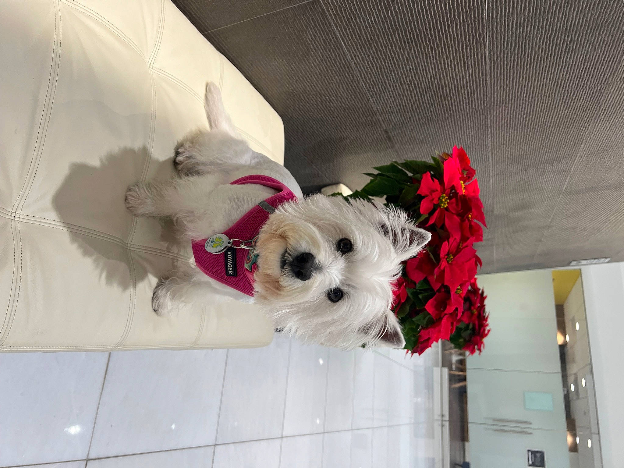 Penny Boo joined the competition — help win amazing prizes! canidae, carnivore, collar, companion_dog, dog, dog_breed, dog_clothes, dog_supply, fawn, flower, flower_arranging, pet_supply, petal, plant, snout, sporting_group, stuffed_toy, toy, toy_dog, working_animal