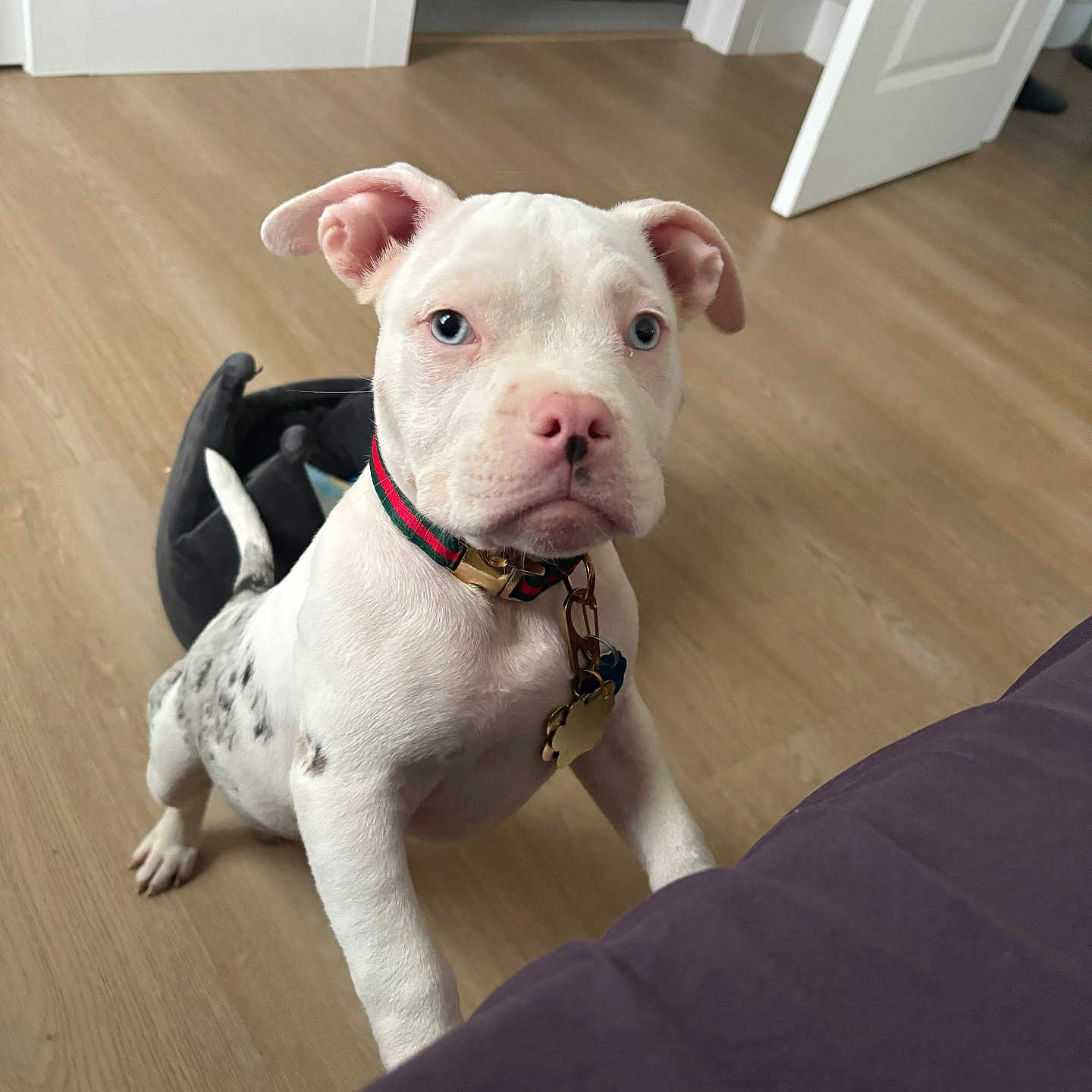 Ace Lee joined the competition — help win amazing prizes! animal, black_spots, blue_eyes, collar, curious, cute, dog, domestic_animal, door, floor, front_paws, house, indoor, looking, pet, puppy, standing, white_dog, wooden_floor, young_dog