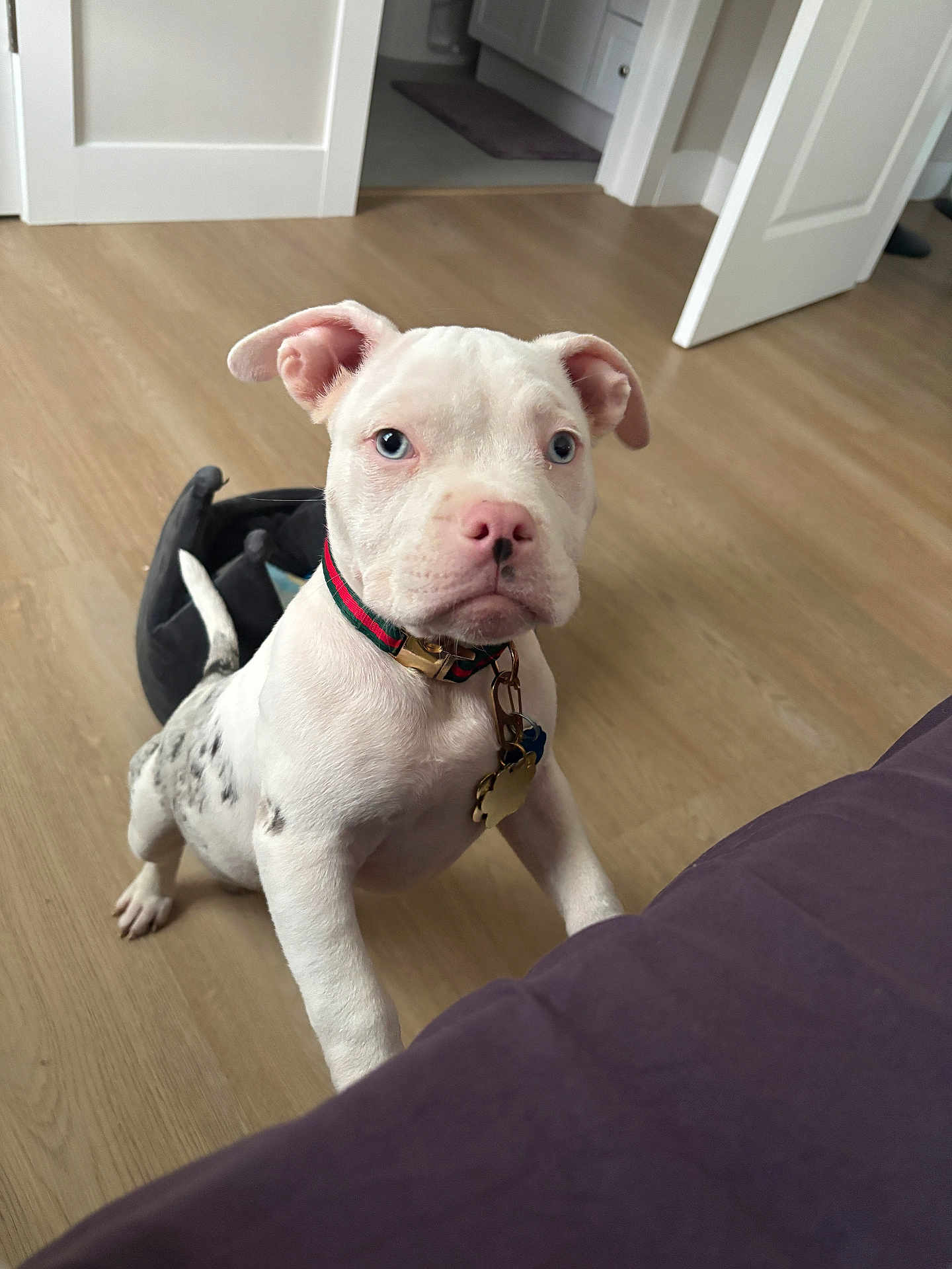 Ace Lee joined the competition — help win amazing prizes! animal, black_spots, blue_eyes, collar, curious, cute, dog, domestic_animal, door, floor, front_paws, house, indoor, looking, pet, puppy, standing, white_dog, wooden_floor, young_dog