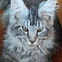 Ajax participe au concours pour gagner de l'argent avec cette photo : cat, gray_cat, tabby, fluffy, long_hair, pet, animal, ears, whiskers, face, eyes, feline, cute, domestic_cat, close_up, sitting, indoor, fur, muzzle, relaxed