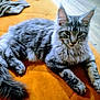 Ajax participe au concours pour gagner de l'argent avec cette photo : cat, tabby, fluffy, gray, pet, animal, fur, whiskers, ears, tail, paws, indoor, orange_quilt, resting, relaxed, closeup, portrait, home, floor, cozy