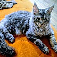 Ajax participe au concours pour gagner de l'argent avec cette photo : cat, tabby, fluffy, gray, pet, animal, fur, whiskers, ears, tail, paws, indoor, orange_quilt, resting, relaxed, closeup, portrait, home, floor, cozy