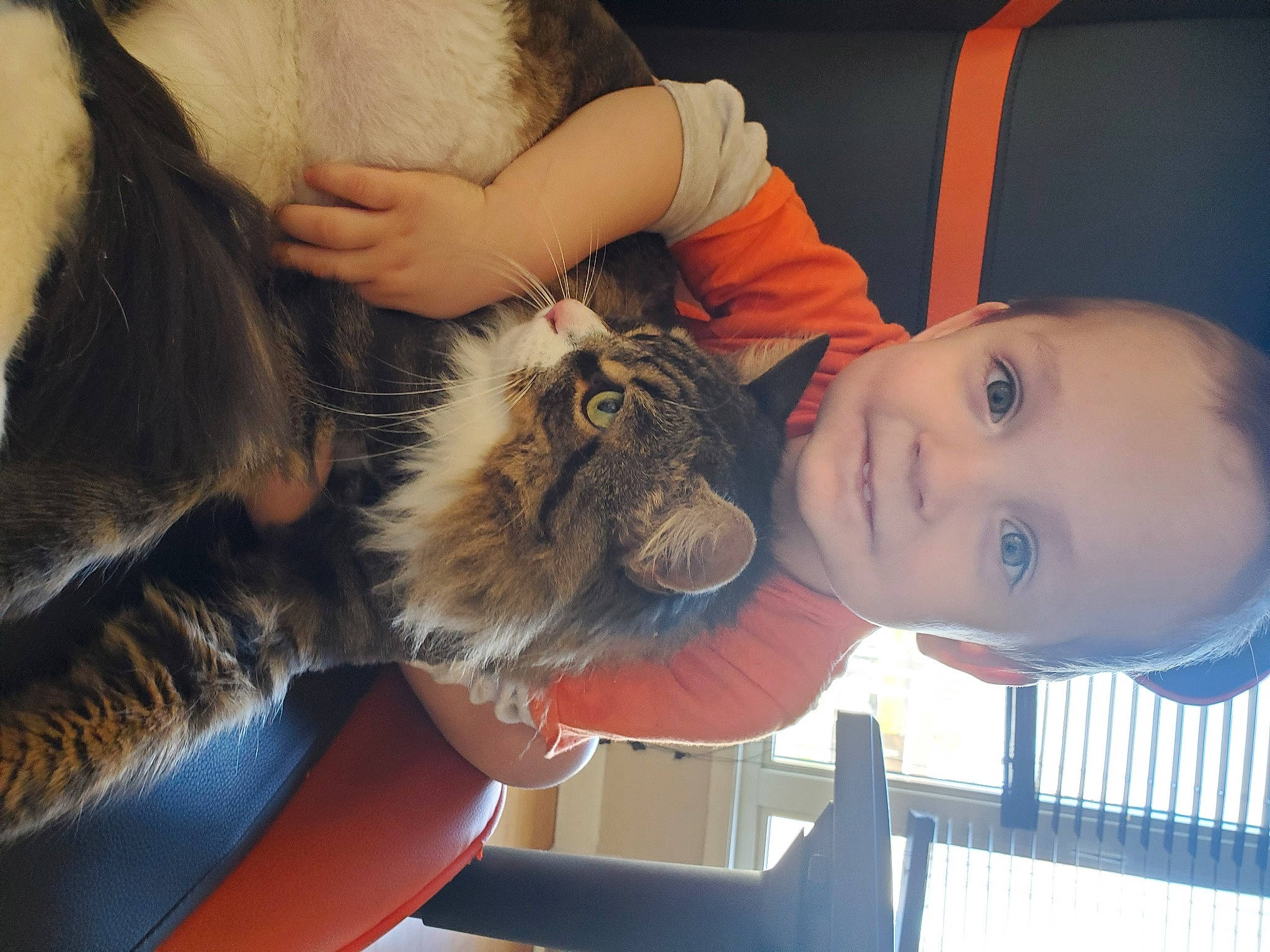 Jaypherson participe au concours pour gagner de l'argent avec cette photo : brown_hair, carnivore, cat, child, comfort, companion_dog, domestic_short_haired_cat, ear, felidae, fun, fur, gesture, happy, mouth, nail, nose, person, skin, small_to_medium_sized_cats, toddler