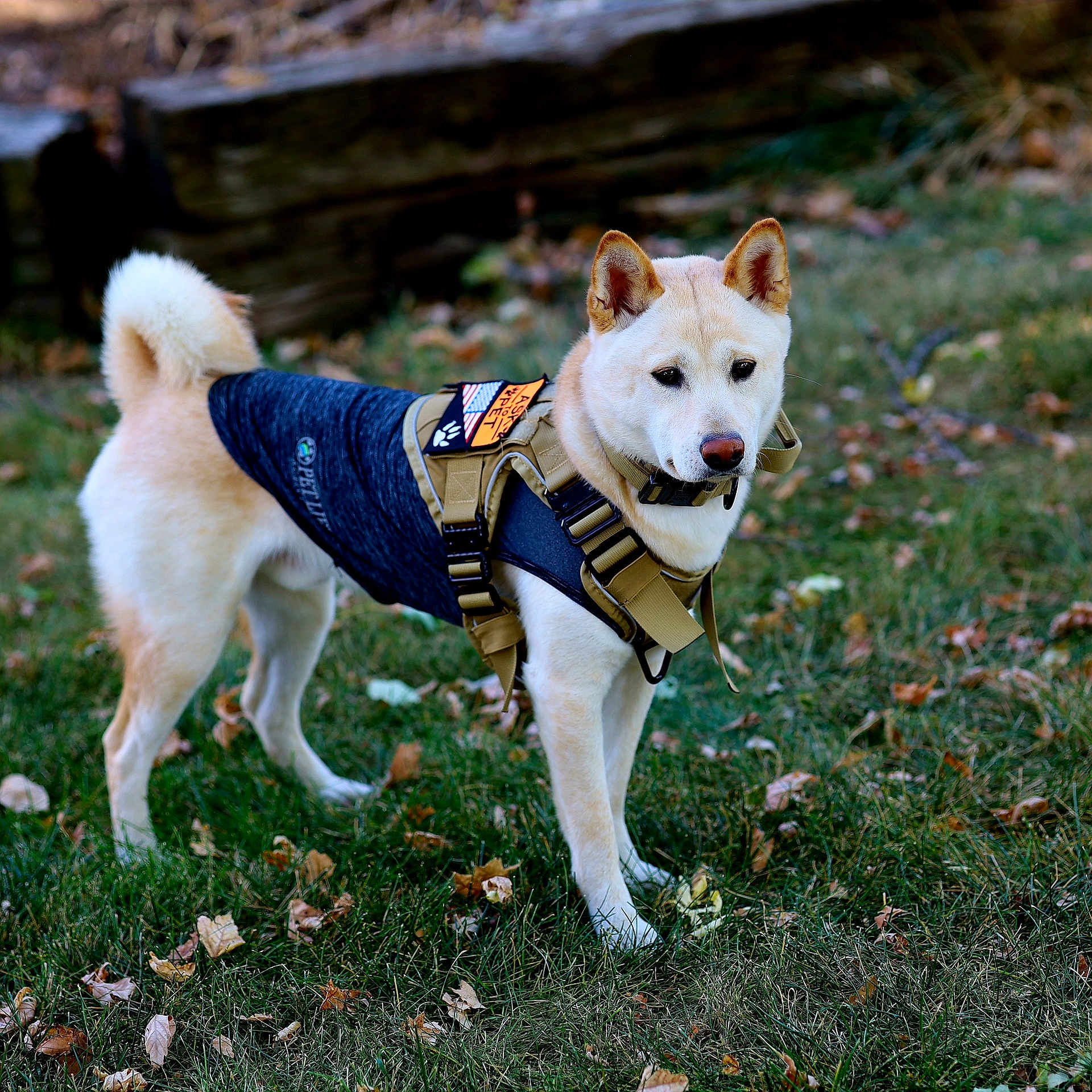 Max joined the competition — help win amazing prizes! accessories, animal, canine, clothing, dog, eskimodog, grass, harness, husky, lawn, leash, nature, outdoors, pet, plant, policedog, puppy, slate, strap, whitedog