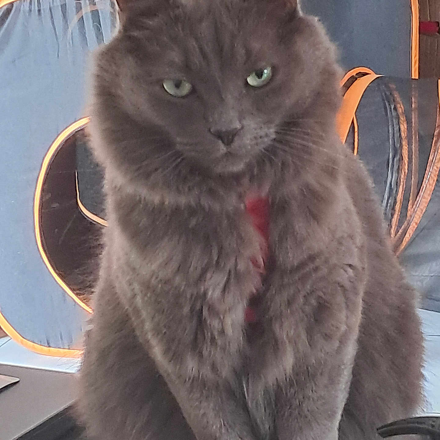 Christiane Levet a rejoint le concours — aidez-le/la à gagner de superbes lots ! animal, blue, cat, close_up, cute, domestic_cat, feline, fur, furry, gray_cat, green_eyes, house_pet, indoor, orange, pet, pet_carrier, portrait, sitting, table, whiskers