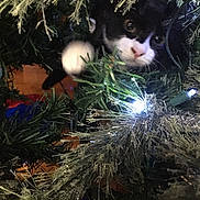 Oreo joined the competition — help win amazing prizes! cat, christmas_tree, christmas_lights, greenery, paw, black_and_white, curious, indoor, holiday, decorations, twinkling_lights, playful, feline, close_up, branches, festive, pet, nature, animal, cozy