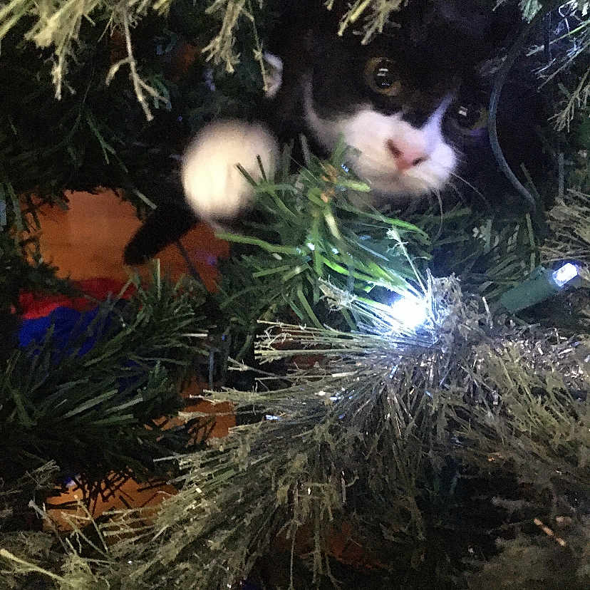 Oreo joined the competition — help win amazing prizes! animal, black_and_white, branches, cat, christmas_lights, christmas_tree, close_up, cozy, curious, decorations, feline, festive, greenery, holiday, indoor, nature, paw, pet, playful, twinkling_lights