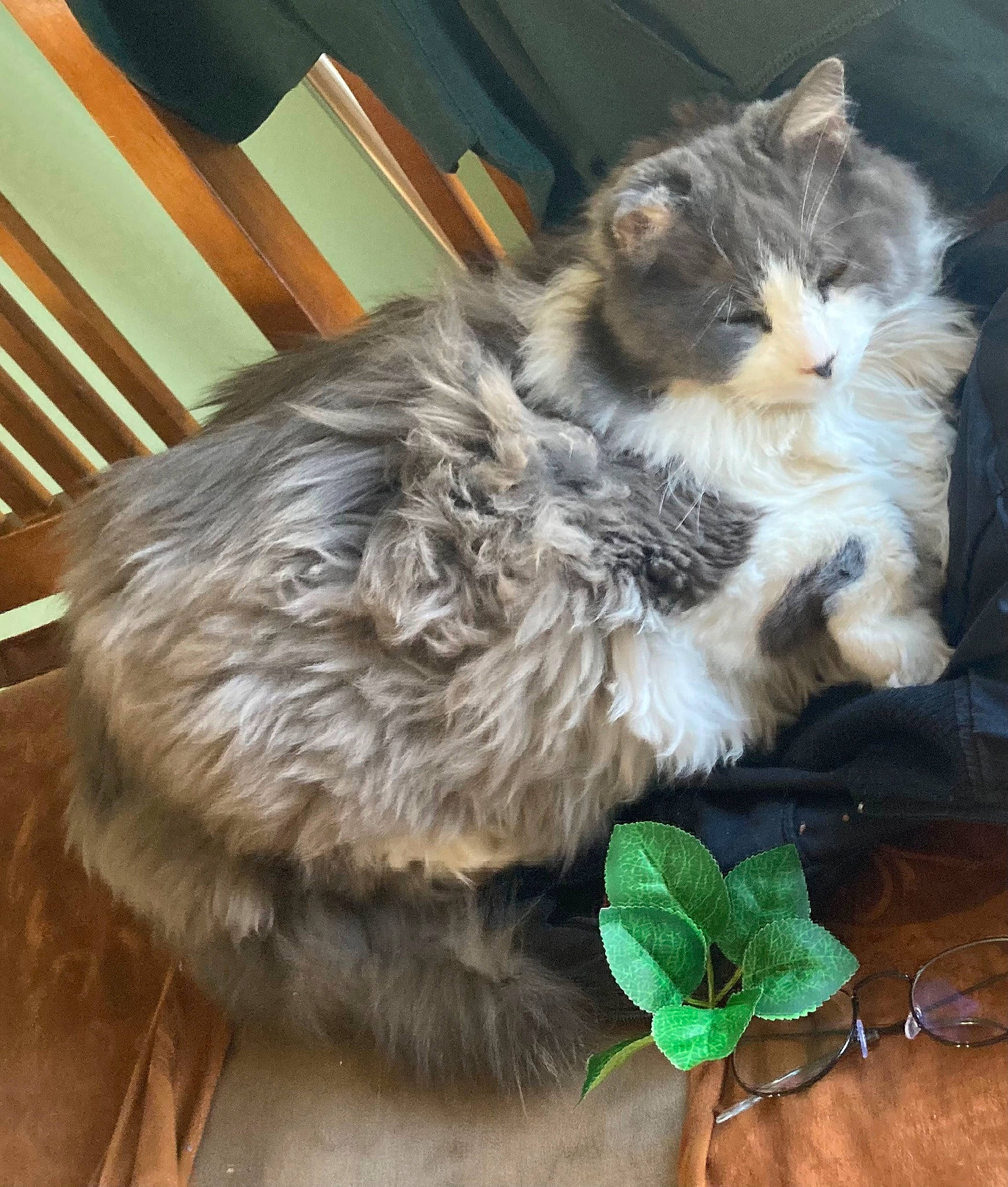 Gerald is registered to the contest to win money with this photo: box, british_longhair, carnivore, cat, claw, domestic_short_haired_cat, felidae, fur, hardwood, maine_coon, paw, plant, small_to_medium_sized_cats, snout, tail, terrestrial_animal, whiskers, wood, wood_stain