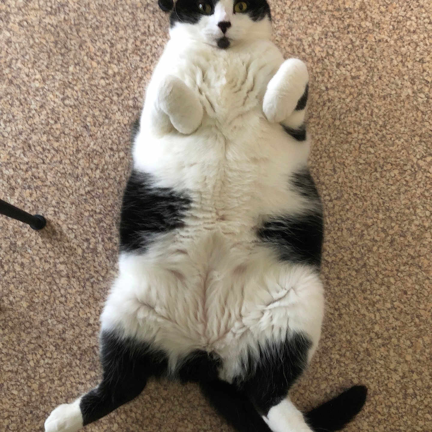 Simba participe au concours pour gagner de l'argent avec cette photo : animal, black_and_white, carpet, cat, cozy, cute, domestic, fluffy, funny, fur, indoor, lying_down, mammal, paws, pet, playful, portrait, relaxed, tail, whiskers