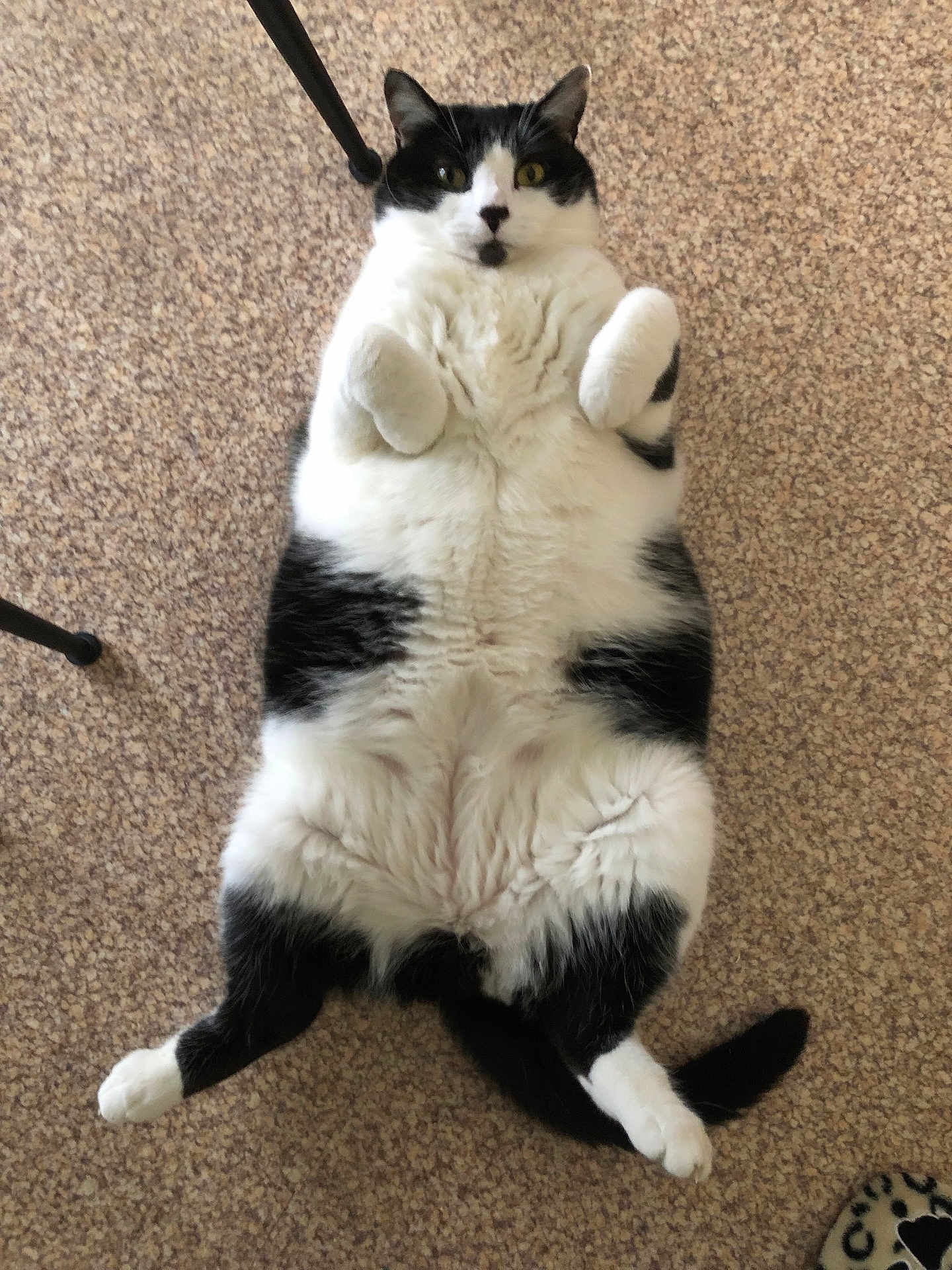 Simba participe au concours pour gagner de l'argent avec cette photo : cat, black_and_white, lying_down, carpet, fluffy, pet, indoor, cute, relaxed, fur, animal, paws, whiskers, tail, mammal, domestic, playful, funny, cozy, portrait