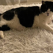 Simba a rejoint le concours — aidez-le/la à gagner de superbes lots ! cat, black_and_white, fluffy_rug, indoor, pet, animal, fur, relaxed, lying_down, whiskers, tail, paw, cozy, home, mammal, feline, resting, soft_texture, domestic_cat, sleepy