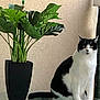 cat, black_and_white, indoor, plant, potted_plant, glass_table, green_leaves, feline, animal, pet, sitting, domestic_cat, houseplant, decor, fur, whiskers, tail, black_pot, wall, table