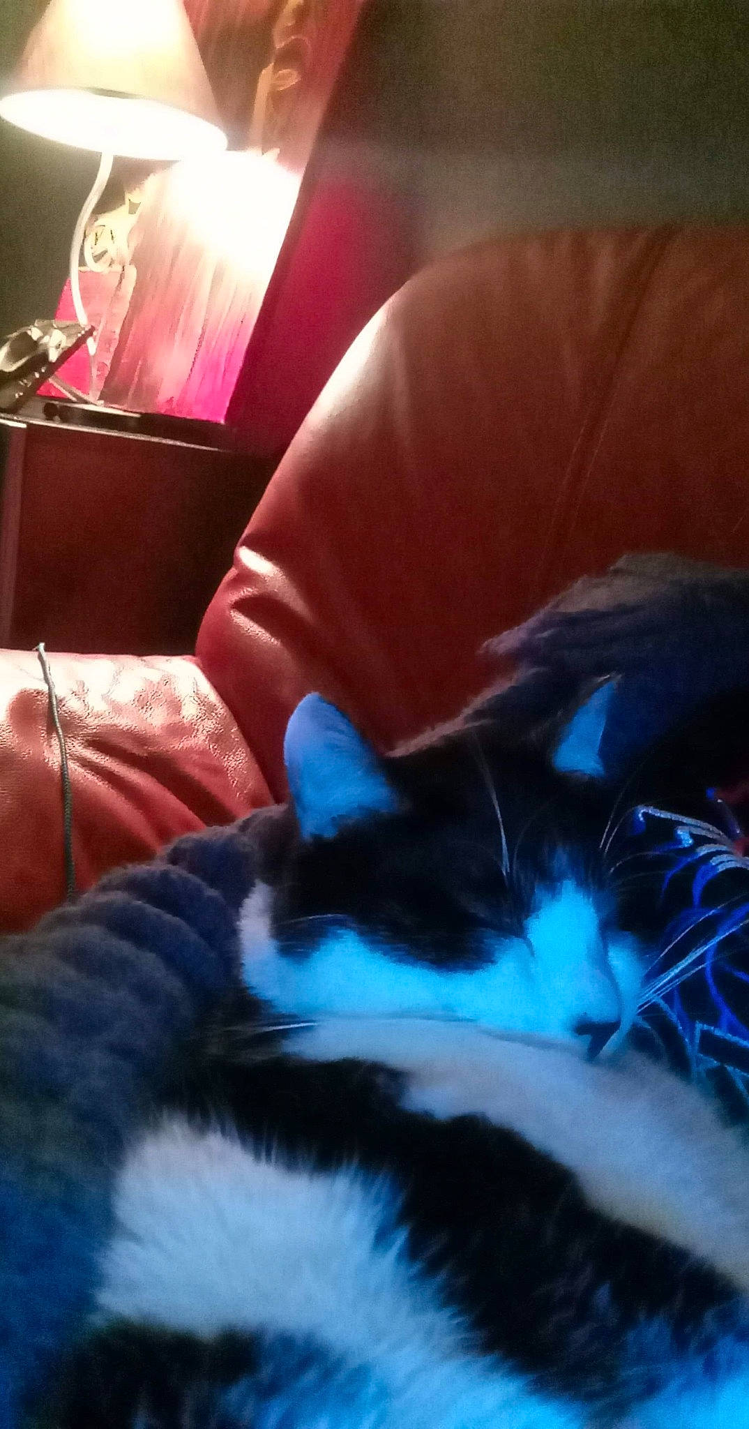 Simba participe au concours pour gagner de l'argent avec cette photo : canidae, carnivore, cat, couch, ear, felidae, fur, kitten, lap, leg, nap, sleep, small_to_medium_sized_cats, tail, whiskers