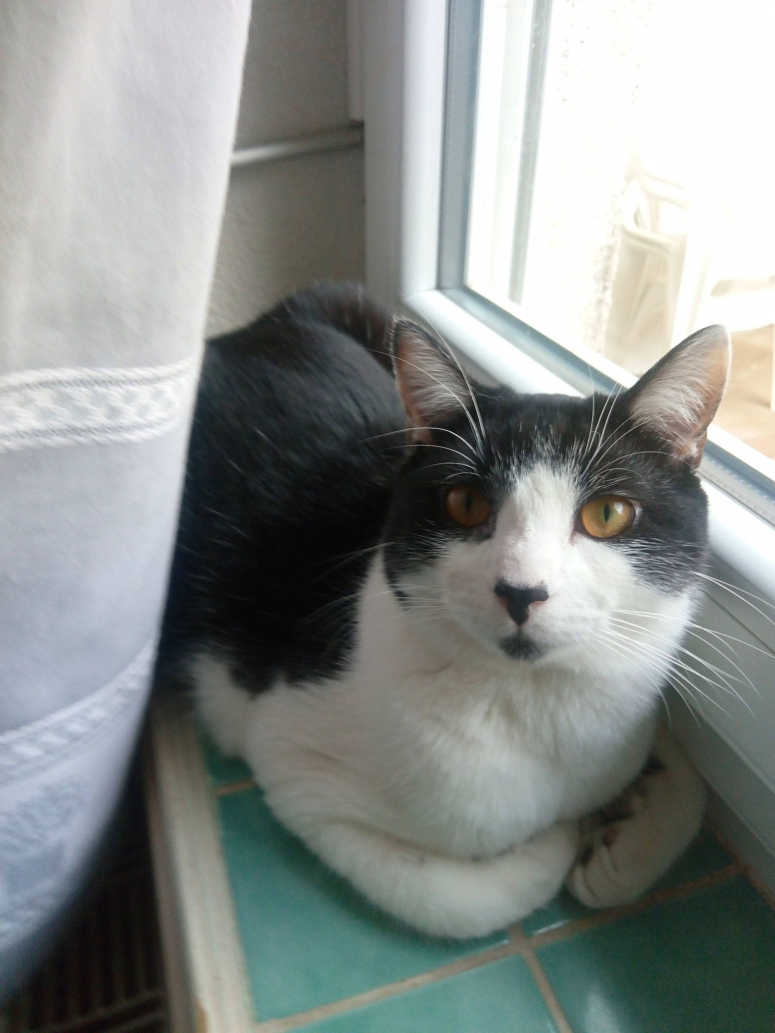 Simba a rejoint le concours — aidez-le/la à gagner de superbes lots ! aegean_cat, carnivore, cat, domestic_short_haired_cat, european_shorthair, felidae, kitten, mammal, polydactyl_cat, small_to_medium_sized_cats, whiskers