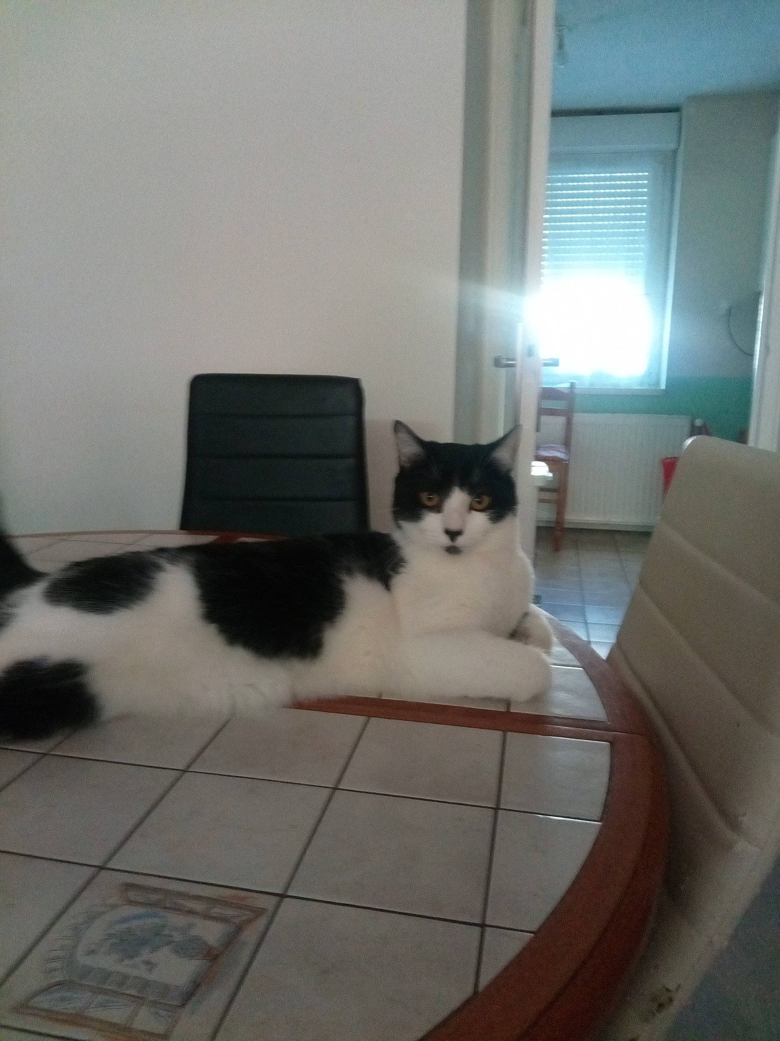 Simba a rejoint le concours — aidez-le/la à gagner de superbes lots ! carnivore, cat, domestic_short_haired_cat, european_shorthair, felidae, floor, kitten, mammal, persian, polydactyl_cat, ragamuffin, room, small_to_medium_sized_cats, tail, turkish_van, whiskers