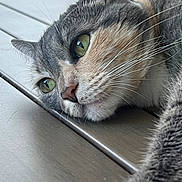 Princess is registered to the contest to win money with this photo: animal, beige_fur, calm, cat, close_up, cute, detailed, feline, gray_fur, green_eyes, indoor, lying_down, pet, portrait, relaxed, resting, soft_texture, whiskers, white_fur, wooden_surface