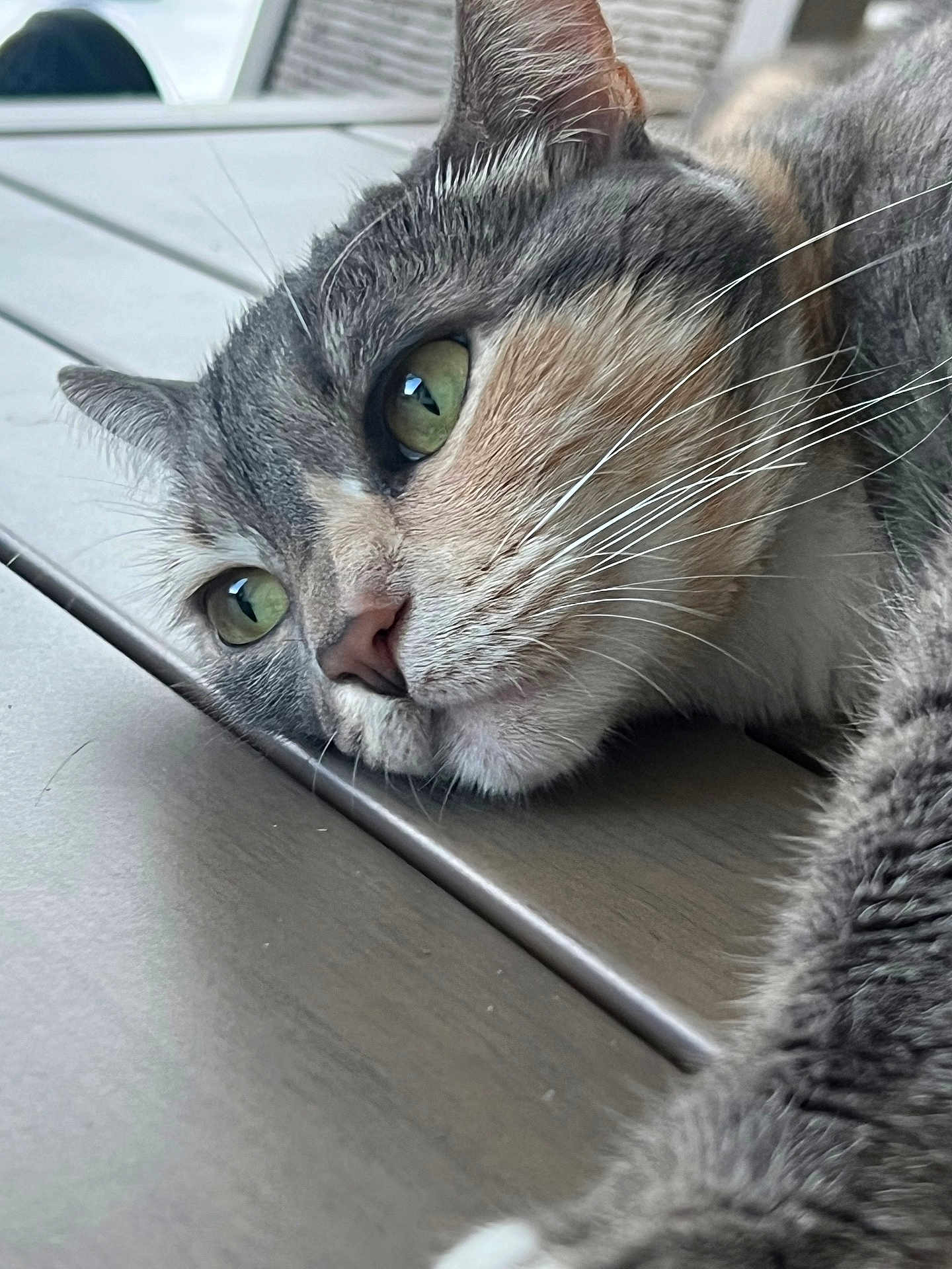 Princess is registered to the contest to win money with this photo: animal, beige_fur, calm, cat, close_up, cute, detailed, feline, gray_fur, green_eyes, indoor, lying_down, pet, portrait, relaxed, resting, soft_texture, whiskers, white_fur, wooden_surface