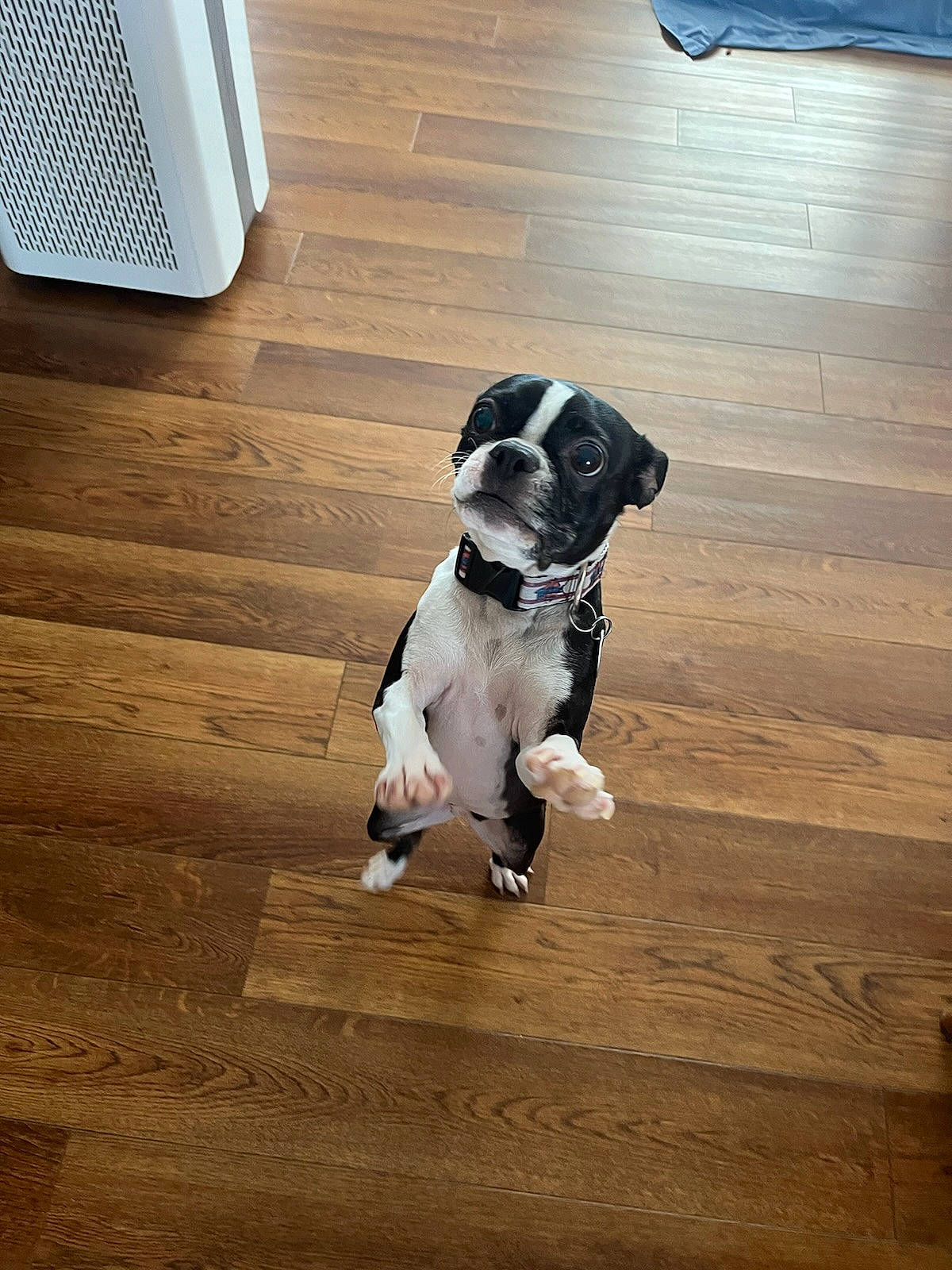 Roxy joined the competition — help win amazing prizes! carnivore, collar, companion_dog, dog, dog_breed, dog_collar, floor, flooring, grey, hardwood, laminate_flooring, leash, pet_supply, snout, tail, toy_dog, wood, wood_flooring, wood_stain, working_animal