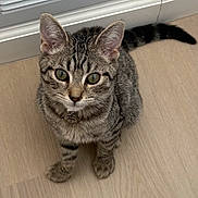 Juni joined the competition — help win amazing prizes! adorable, cat, close_up, collar, curious, domestic_animal, ears, feline, front_paws, green_eyes, id_tag, indoor, kitten, looking_up, pet, portrait, tabby_cat, tail, whiskers, wood_floor