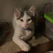 Mine joined the competition — help win amazing prizes! cat, kitten, indoor, carpet, paw, feline, fur, pet, cute, curious, collar, white, gray, resting, wood, young, animal, domestic, cozy, portrait