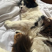 Moumou participe au concours pour gagner de l'argent avec cette photo : cat, black_and_white_cat, sleeping, relaxed, bed, white_bedding, fluffy, fur, whiskers, ears, paws, indoor, bedroom, pet, animal, closeup, portrait, cozy, resting, toy