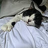 cat, black_and_white, sleeping, pet, bed, blanket, pillow, bedroom, cozy, relaxed, paw, whiskers, ears, fur, animal, nap, indoors, portrait, tuxedo_cat, cute