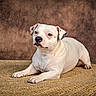 dog, pet, white_dog, lying_down, portrait, indoor, rug, woven_rug, brown_background, studio, animal, canine, short_hair, floppy_ears, black_nose, paws, relaxed, seated, close_up, photography