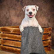Héra a rejoint le concours — aidez-le/la à gagner de superbes lots ! dog, white_dog, pet, animal, portrait, sitting, smiling, happy, open_mouth, floppy_ears, crate, wooden_crate, blanket, gray_blanket, rustic, studio, backdrop, rug, indoor, cozy