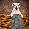 dog, white_dog, pet, animal, portrait, sitting, smiling, happy, open_mouth, floppy_ears, crate, wooden_crate, blanket, gray_blanket, rustic, studio, backdrop, rug, indoor, cozy