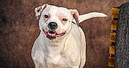 Héra participe au concours pour gagner de l'argent avec cette photo : dog, white_dog, canine, pet, animal, portrait, standing, smiling, happy, open_mouth, floppy_ears, black_nose, short_coat, tail, indoor, studio, rug, chair, textured_background, photography