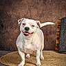 dog, white_dog, canine, pet, animal, portrait, standing, smiling, happy, open_mouth, floppy_ears, black_nose, short_coat, tail, indoor, studio, rug, chair, textured_background, photography